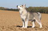 ALASKAN MALAMUTE 210